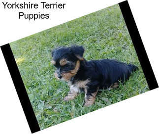 Yorkshire Terrier Puppies