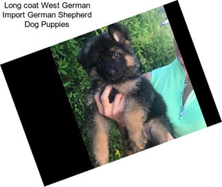 Long coat West German Import German Shepherd Dog Puppies