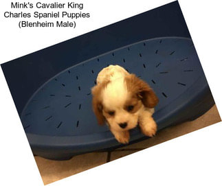 Mink\'s Cavalier King Charles Spaniel Puppies (Blenheim Male)