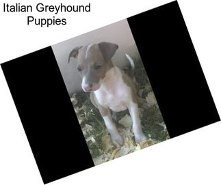 Italian Greyhound Puppies