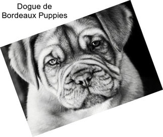 Dogue de Bordeaux Puppies