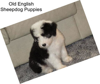 Old English Sheepdog Puppies