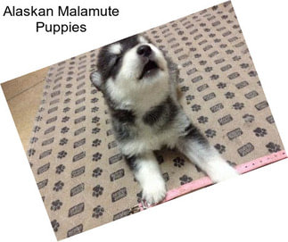 Alaskan Malamute Puppies