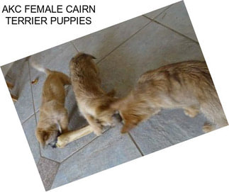 AKC FEMALE CAIRN TERRIER PUPPIES