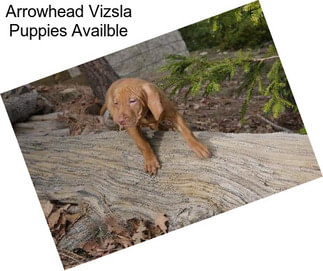 Arrowhead Vizsla Puppies Availble
