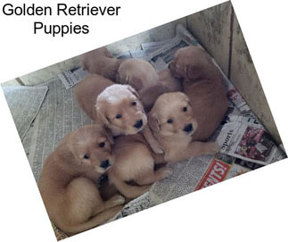 Golden Retriever Puppies