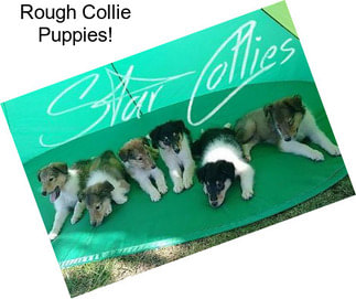 Rough Collie Puppies!