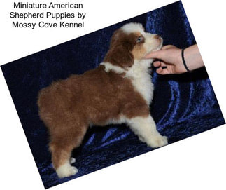 Miniature American Shepherd Puppies by Mossy Cove Kennel