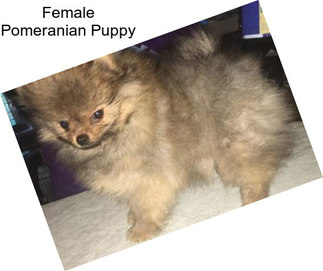Female Pomeranian Puppy