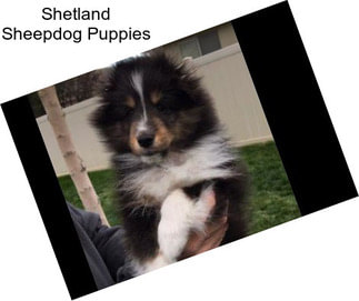 Shetland Sheepdog Puppies