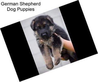 German Shepherd Dog Puppies