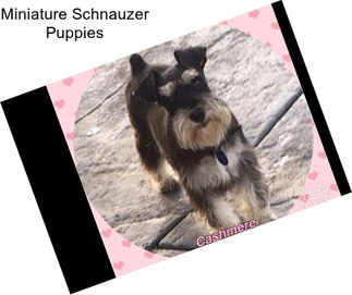 Miniature Schnauzer Puppies