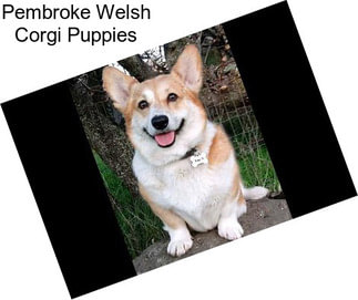 Pembroke Welsh Corgi Puppies