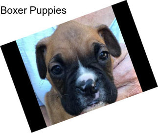 Boxer Puppies