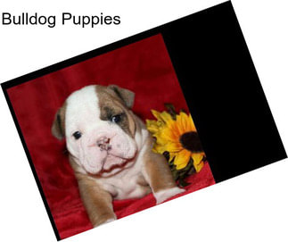 Bulldog Puppies