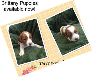 Brittany Puppies available now!