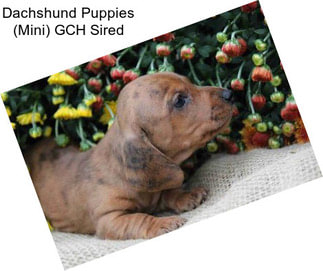 Dachshund Puppies (Mini) GCH Sired