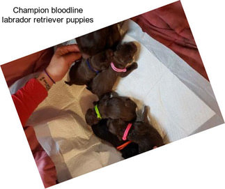 Champion bloodline labrador retriever puppies