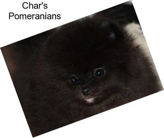 Char\'s Pomeranians