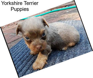 Yorkshire Terrier Puppies