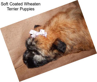 Soft Coated Wheaten Terrier Puppies