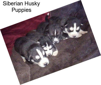 Siberian Husky Puppies