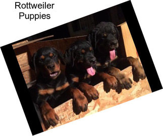 Rottweiler Puppies