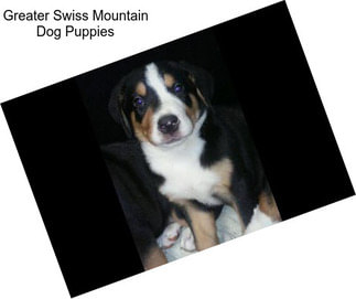 Greater Swiss Mountain Dog Puppies