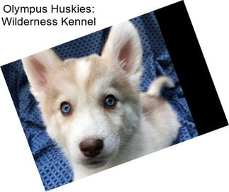 Olympus Huskies: Wilderness Kennel