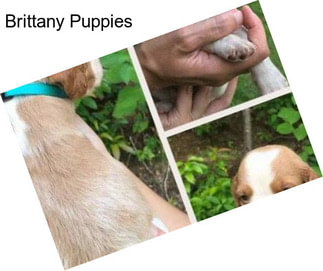 Brittany Puppies