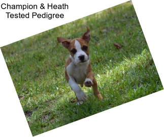 Champion & Heath Tested Pedigree