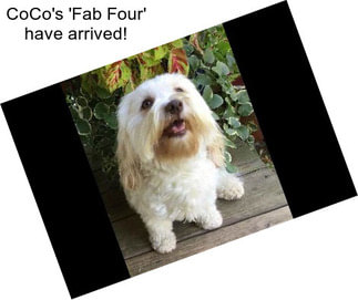 CoCo\'s \'Fab Four\' have arrived!