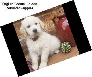 English Cream Golden Retriever Puppies