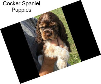 Cocker Spaniel Puppies