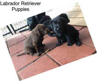 Labrador Retriever Puppies