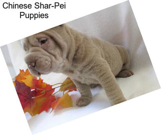 Chinese Shar-Pei Puppies