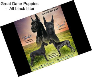 Great Dane Puppies  -  All black litter