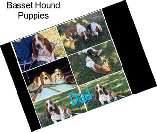 Basset Hound Puppies