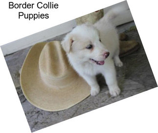 Border Collie Puppies