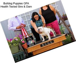 Bulldog Puppies OFA Health Tested Sire & Dam