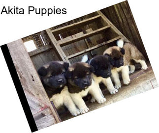 Akita Puppies