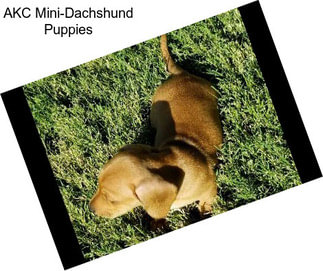 AKC Mini-Dachshund Puppies