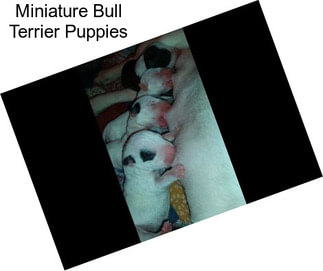 Miniature Bull Terrier Puppies