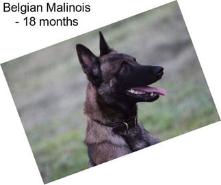 Belgian Malinois - 18 months