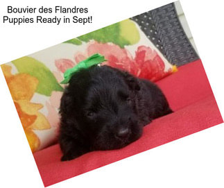 Bouvier des Flandres Puppies Ready in Sept!