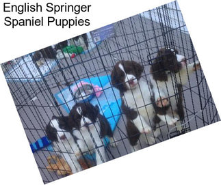 English Springer Spaniel Puppies