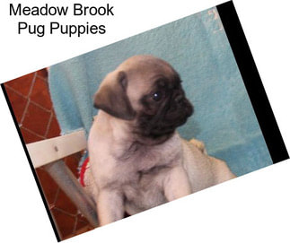 Meadow Brook Pug Puppies