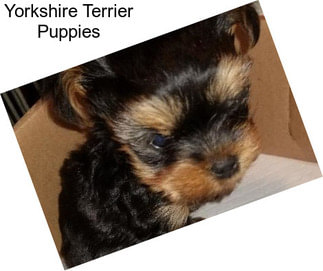 Yorkshire Terrier Puppies