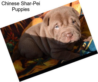 Chinese Shar-Pei Puppies