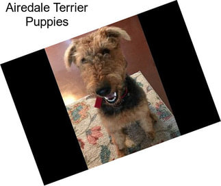 Airedale Terrier Puppies